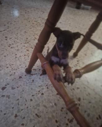 Cuccioli di pinscher