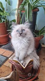Gattini Ragdoll