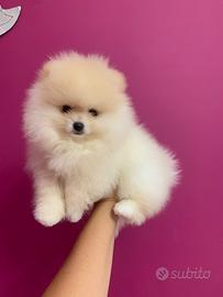 Cucciolo di Pomerania con Pedigree enci