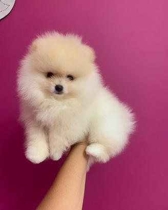 Cucciolo di Pomerania con Pedigree enci