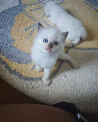 Cuccioli Ragdoll