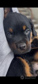 Rottweiler maschio