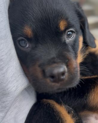 Rottweiler maschio
