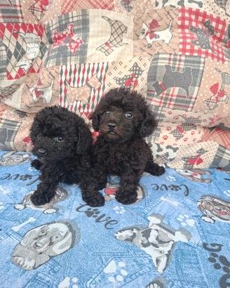 Cuccioli di barboncino toy
