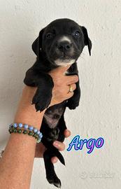 Cuccioli in adozione