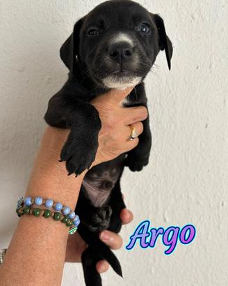 Cuccioli in adozione