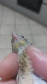 Incardellato novello