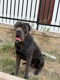 Cane corso per monta