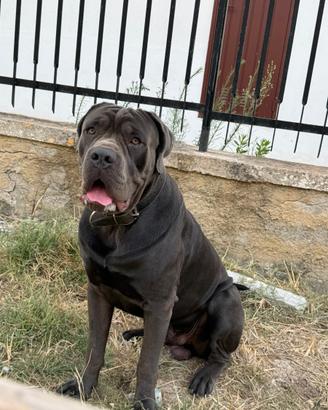 Cane corso per monta