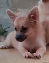 Spitz di pomerania
