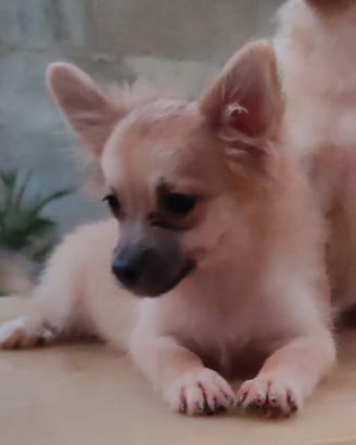 Spitz di pomerania