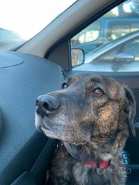 Cagnolona Meticcia Buonissma