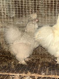 Galline