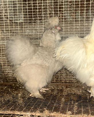 Galline