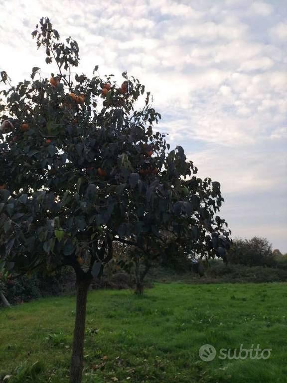 Terreno di 2400 m² a Trezzo sull'Adda - Vista 2