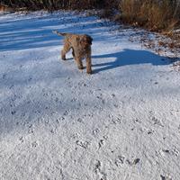 Lagotto per accoppiamento