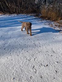 Lagotto per accoppiamento