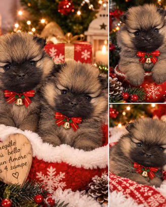 Spitz tedesco nano Pomerania