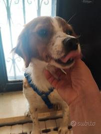 POPSY rinuncia di proprietà