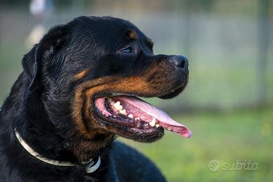 Adozione affettuoso rottweiler a rischio canile