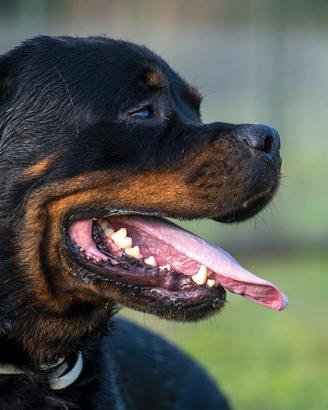 Adozione affettuoso rottweiler a rischio canile