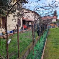 PIANTE di kiwi rosso