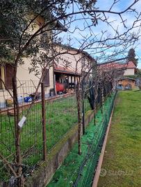 PIANTE di kiwi rosso