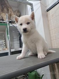 disponibili cuccioli siberian husky Total White 