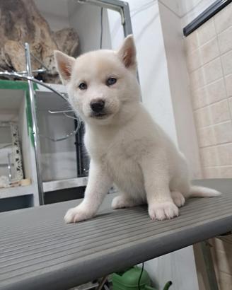 disponibili cuccioli siberian husky Total White 