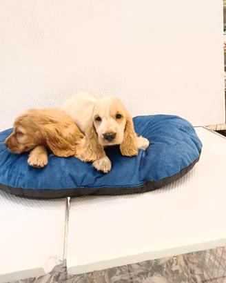 Cuccioli di cocker spaniel
