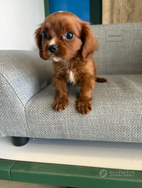 Cavalier king spaniel