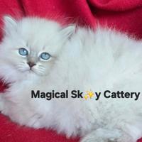 Cuccioli gatto siberiano PEDIGREE ALLEVAMENTO Wcf