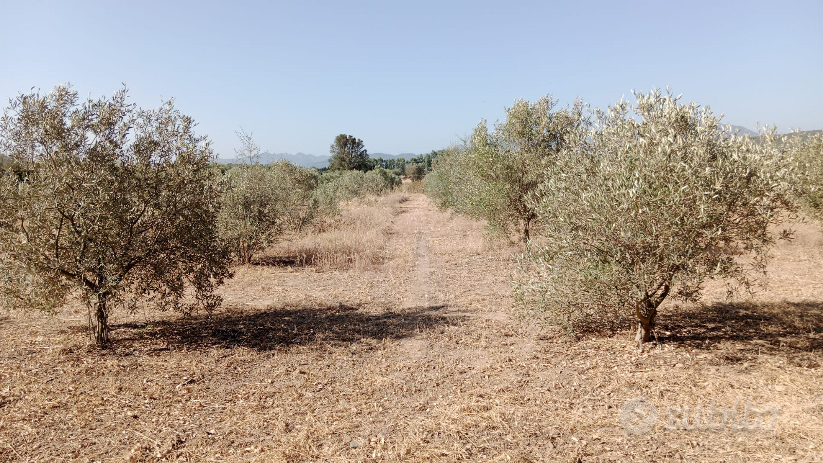 Terreno agricolo - Vista 5