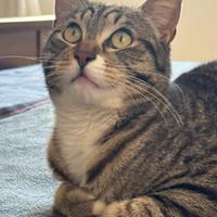 Giovanissimi, dolcissimi, ADOZIONE DI COPPIA