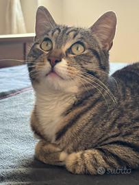 Giovanissimi, dolcissimi, ADOZIONE DI COPPIA