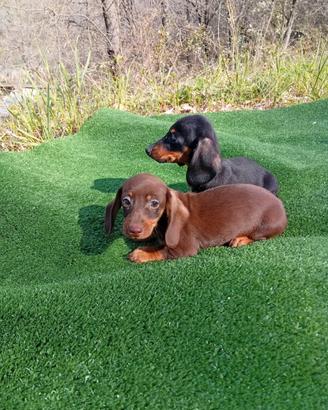 Cuccioli di bassotto nano
