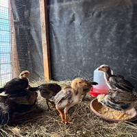 Pulcinotti Combattente Thai