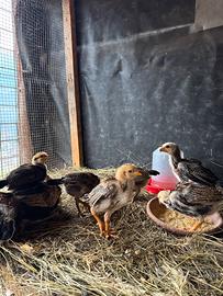 Pulcinotti Combattente Thai