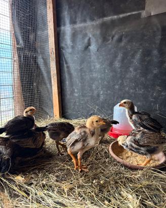 Pulcinotti Combattente Thai