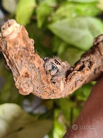 Ragno saltatore jumping Spiders Saltacidaee