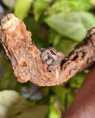 Ragno saltatore jumping Spiders Saltacidaee