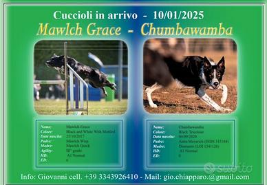 Cuccioli di Border Collie