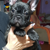 Cuccioli bulldog francese