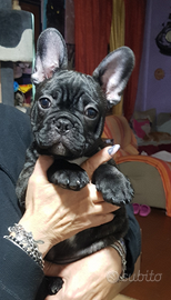 Cuccioli bulldog francese