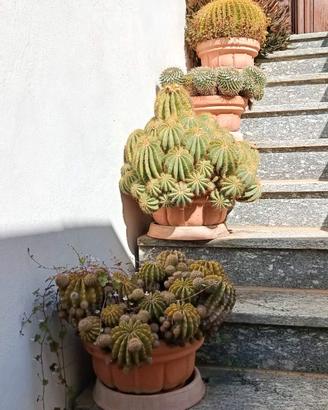 Piante grasse