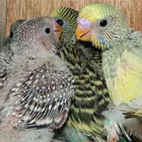 Pulli di pappagallini ondulati (cocoriti)