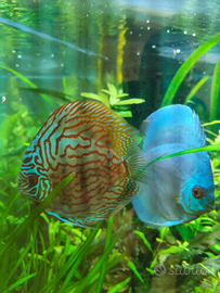 4 Discus