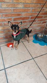 Chiwawa maschio un'anno