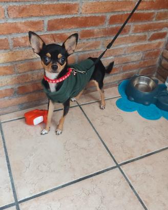 Chiwawa maschio un'anno