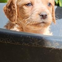 Cuccioli Epagneul Breton disponibili